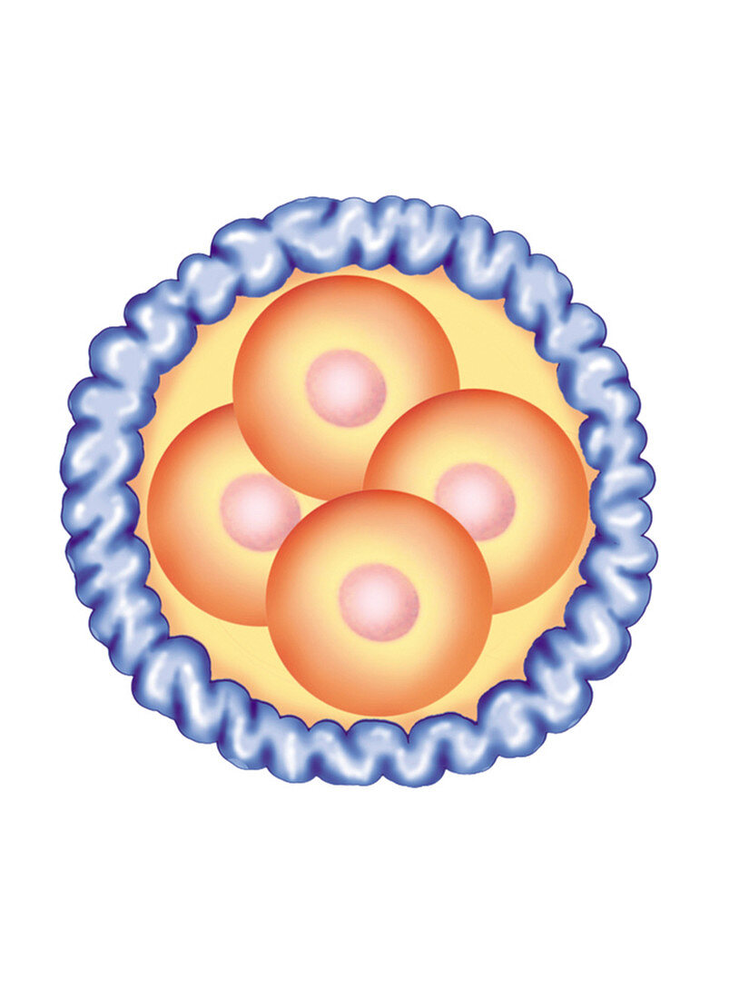 Blastocyst Formation,illustration