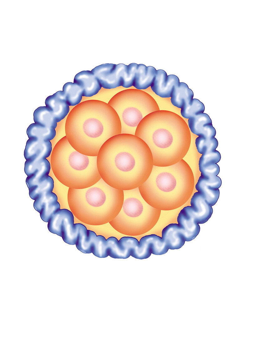 Blastocyst Formation,illustration