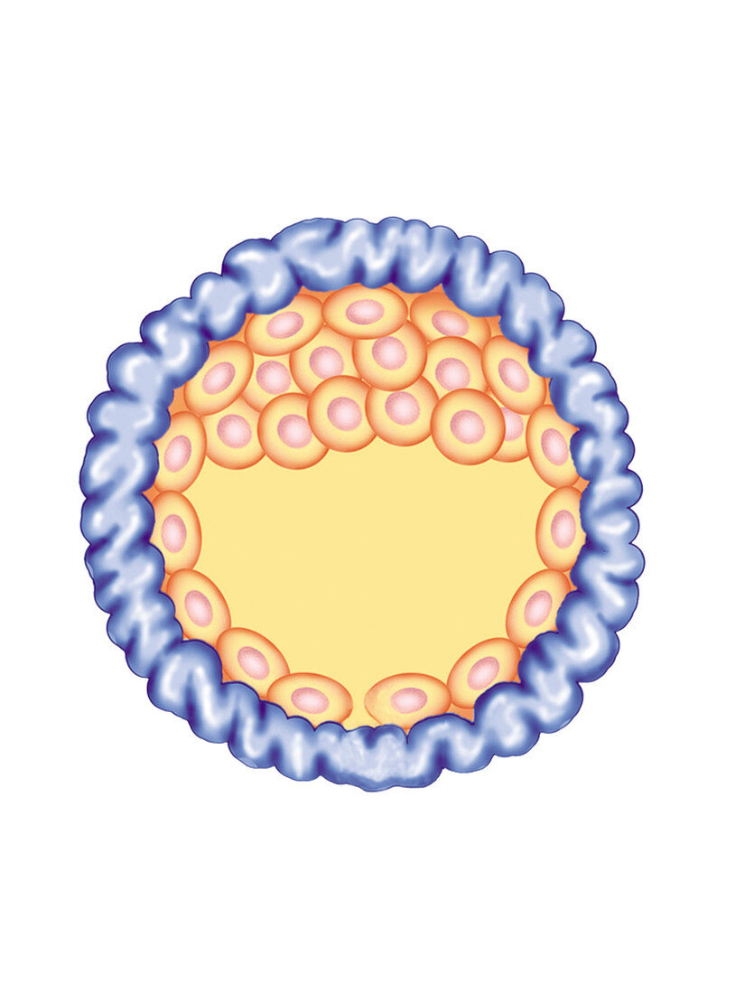 Blastocyst Formation,illustration