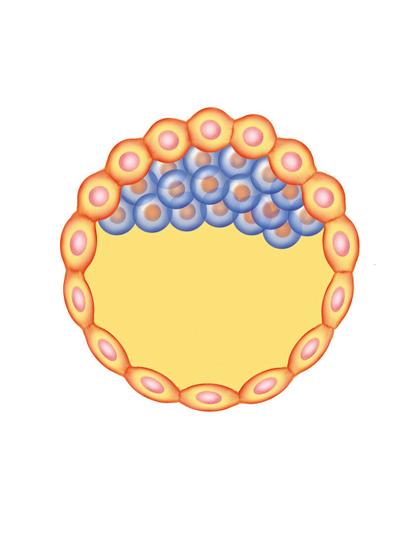 Blastocyst Formation,illustration