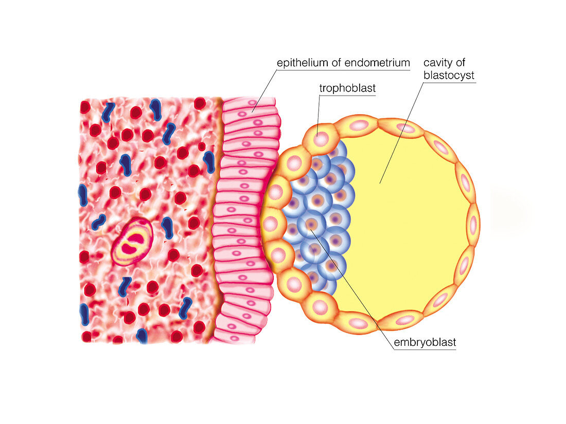 Blastocyst Formation,illustration