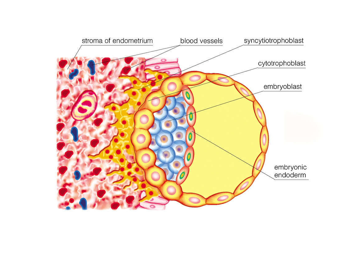 Blastocyst Formation,illustration