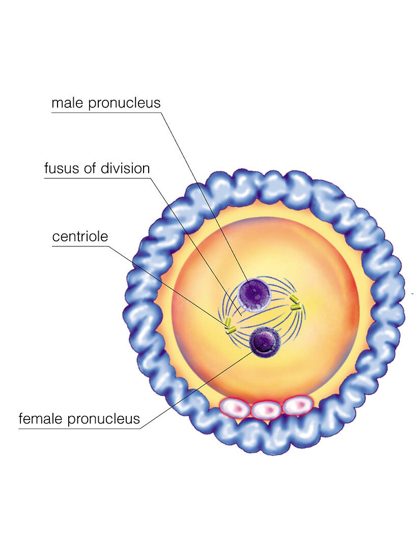 First cellular division,illustration