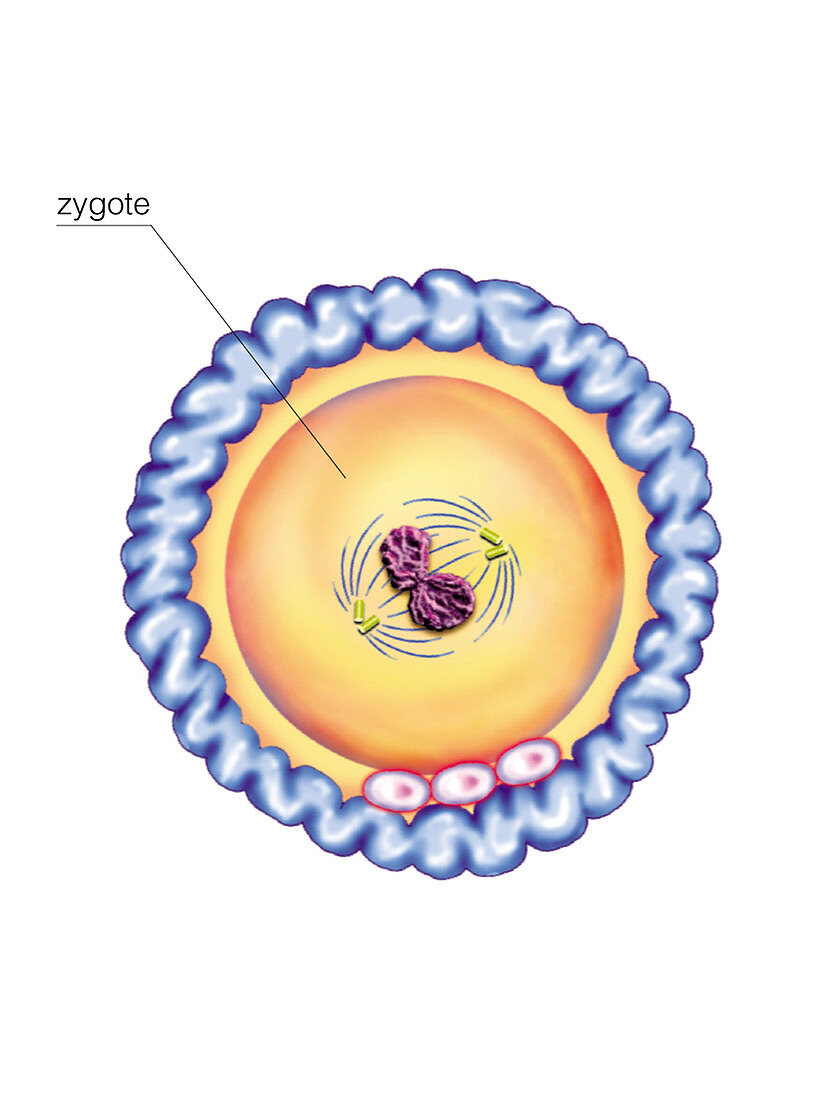 First cellular division,illustration