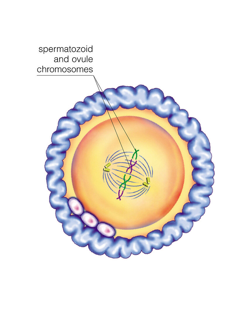 First cellular division,illustration