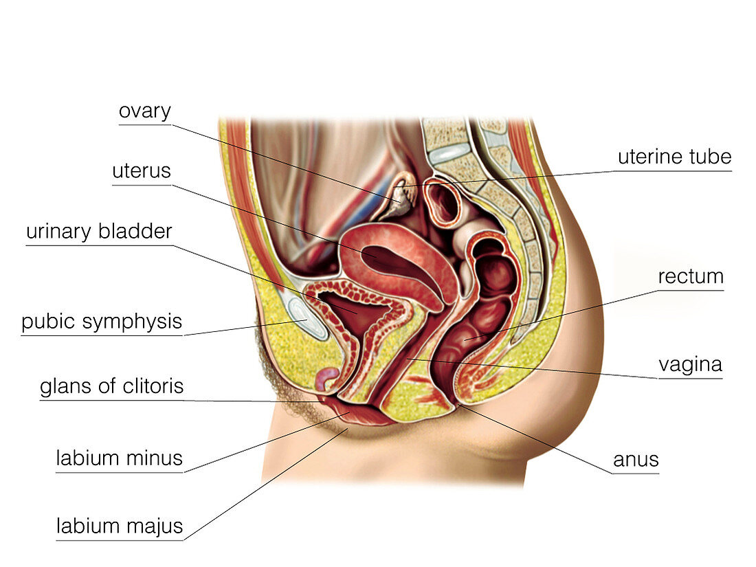 Female sexual response,illustration