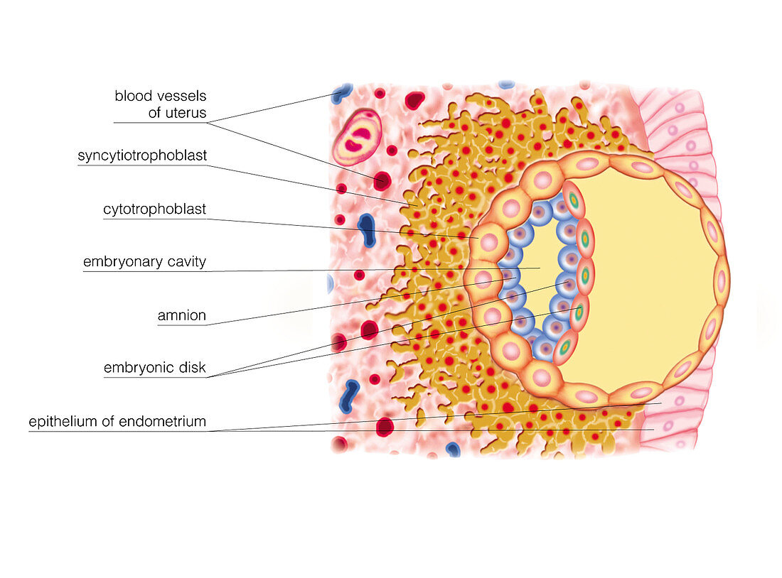 Embryo Formation,illustration