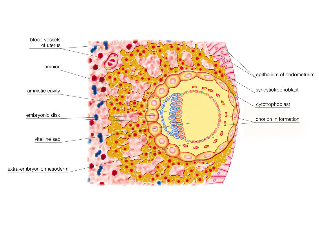 Embryo Formation,illustration