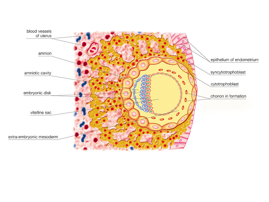 Embryo Formation,illustration