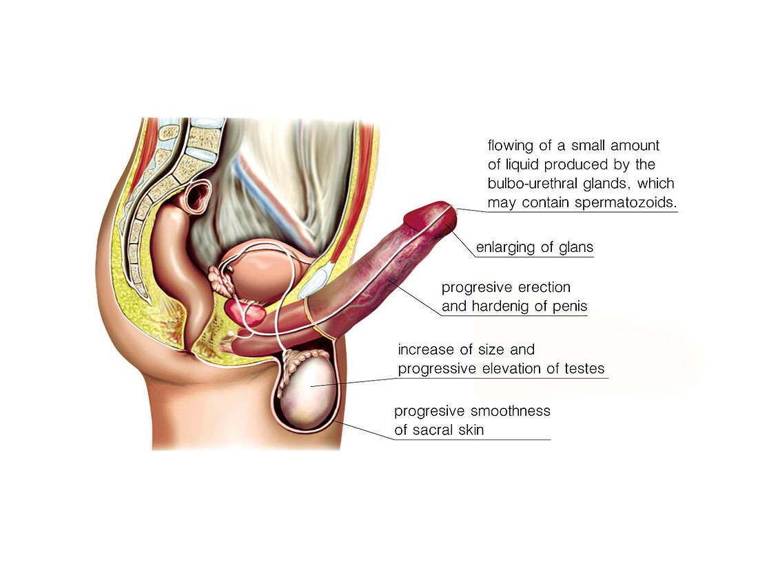 Male sexual response,illustration