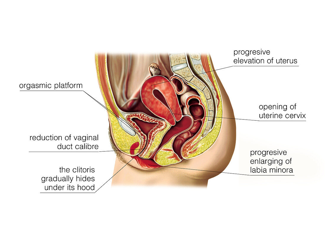 Female sexual response,illustration