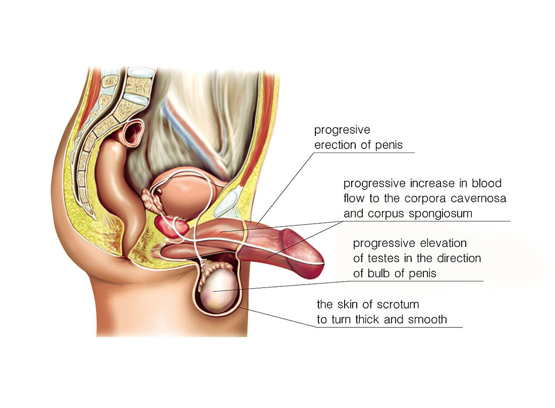 Male sexual response,illustration