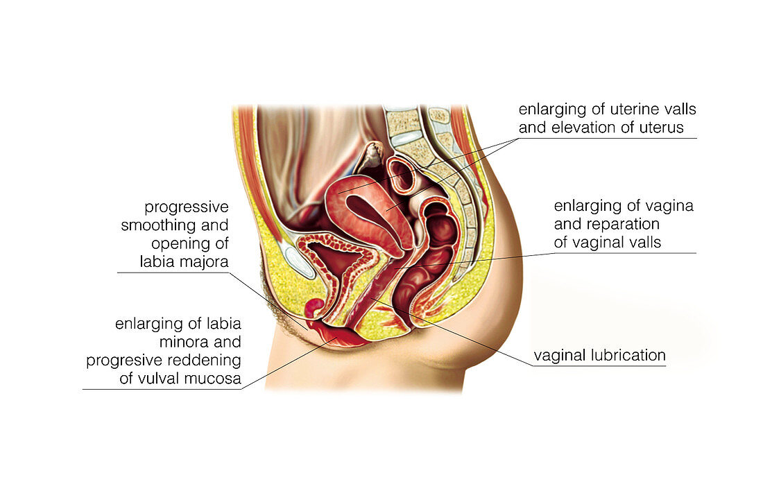 Female sexual response,illustration