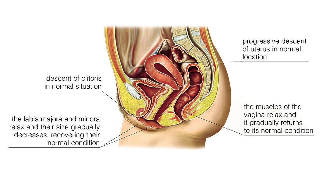 Female sexual response,illustration