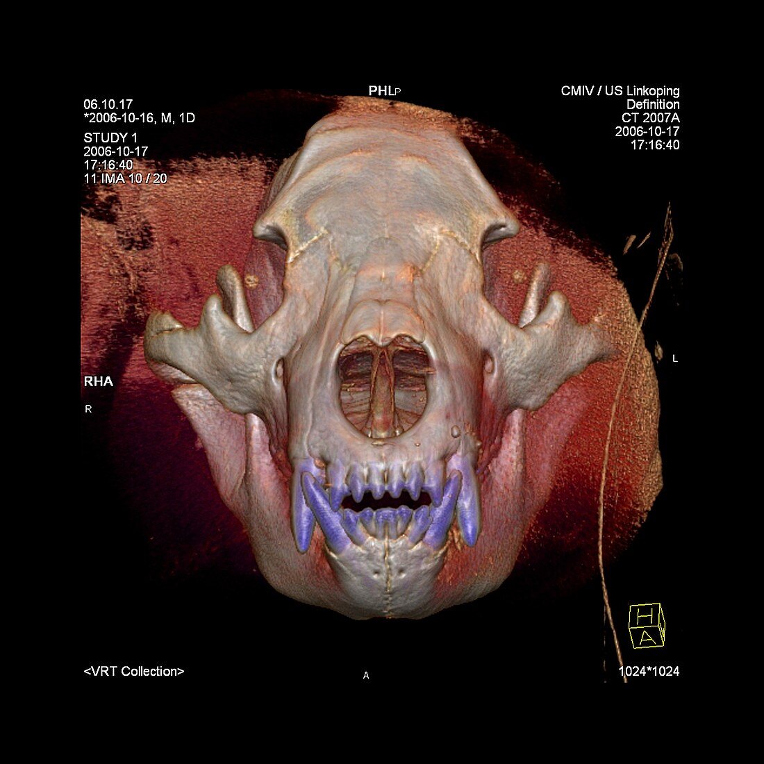 Bear's head,CT scan