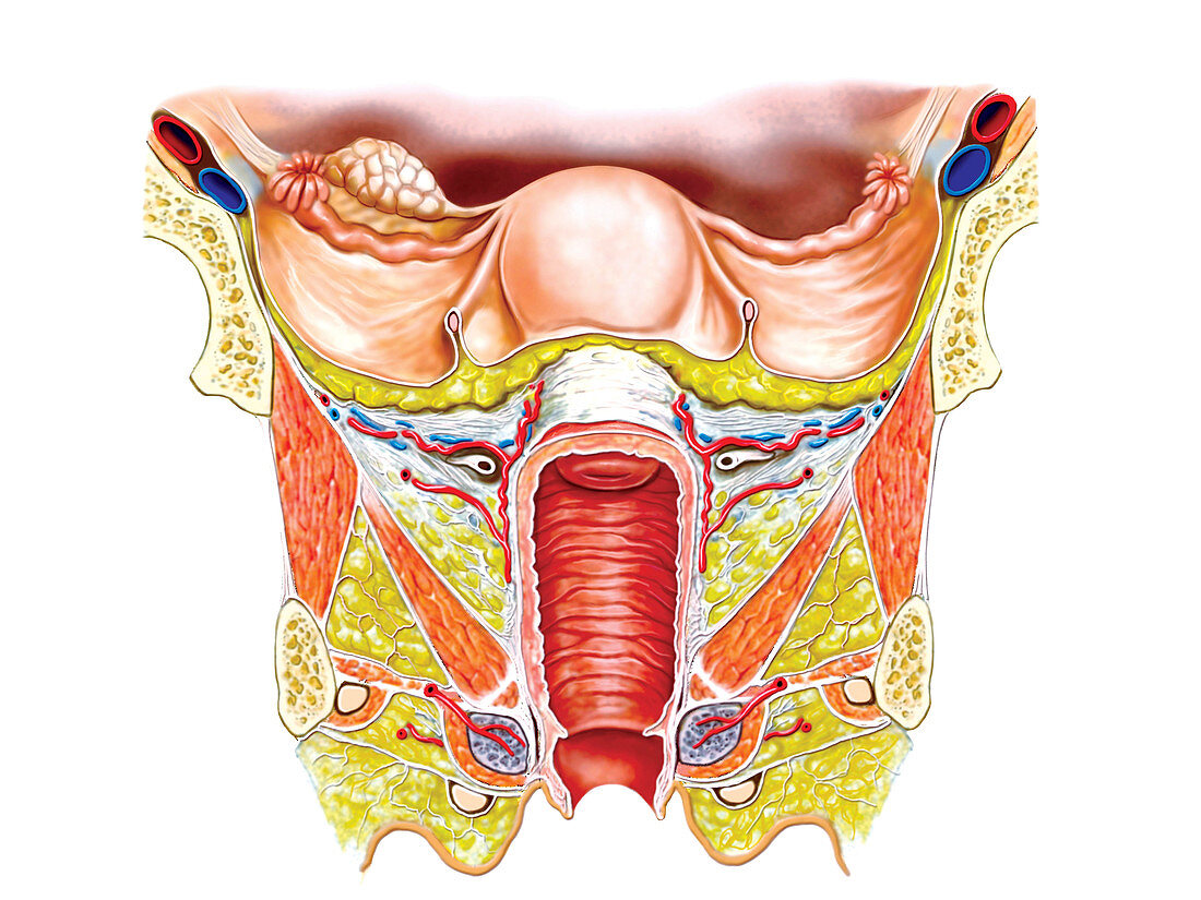 Female Genital System,illustration