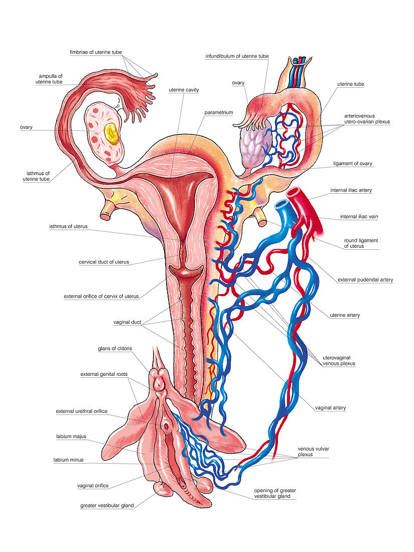 Female Genital System,illustration