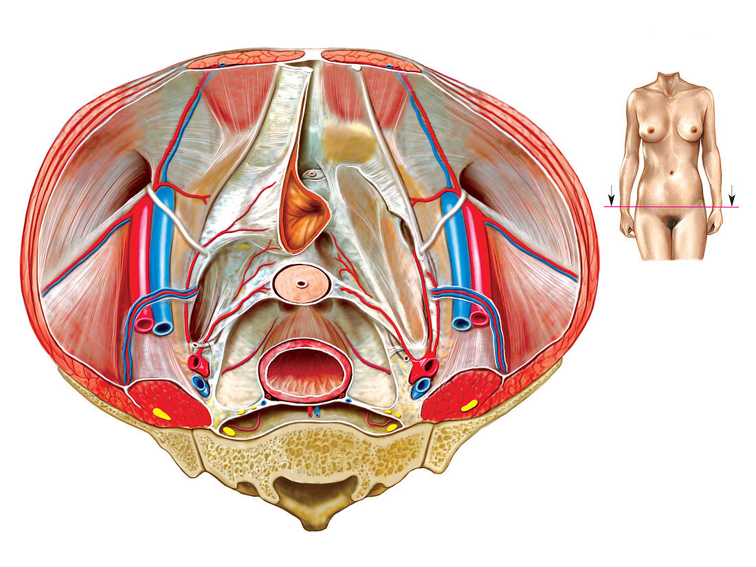 Female Genital System,illustration