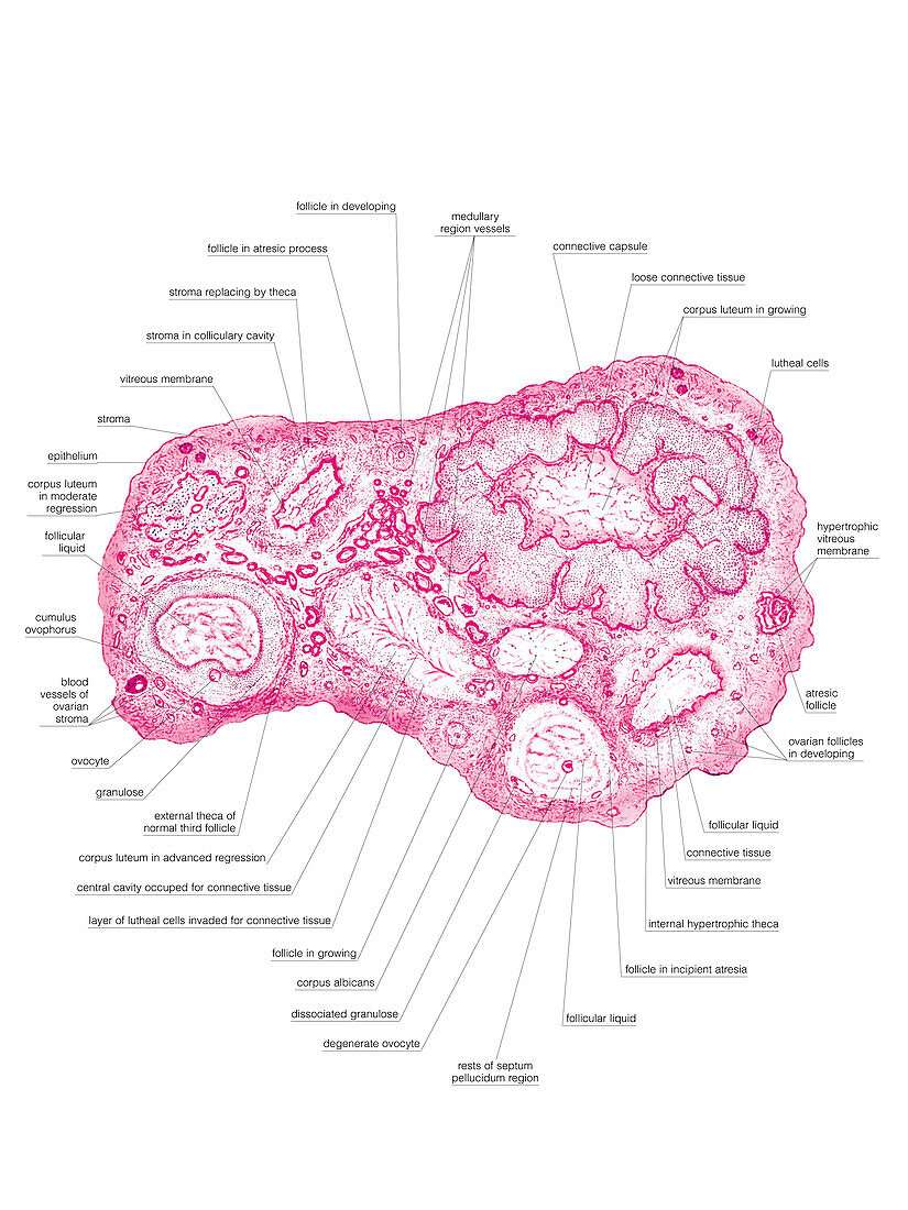 Female Genital System,illustration