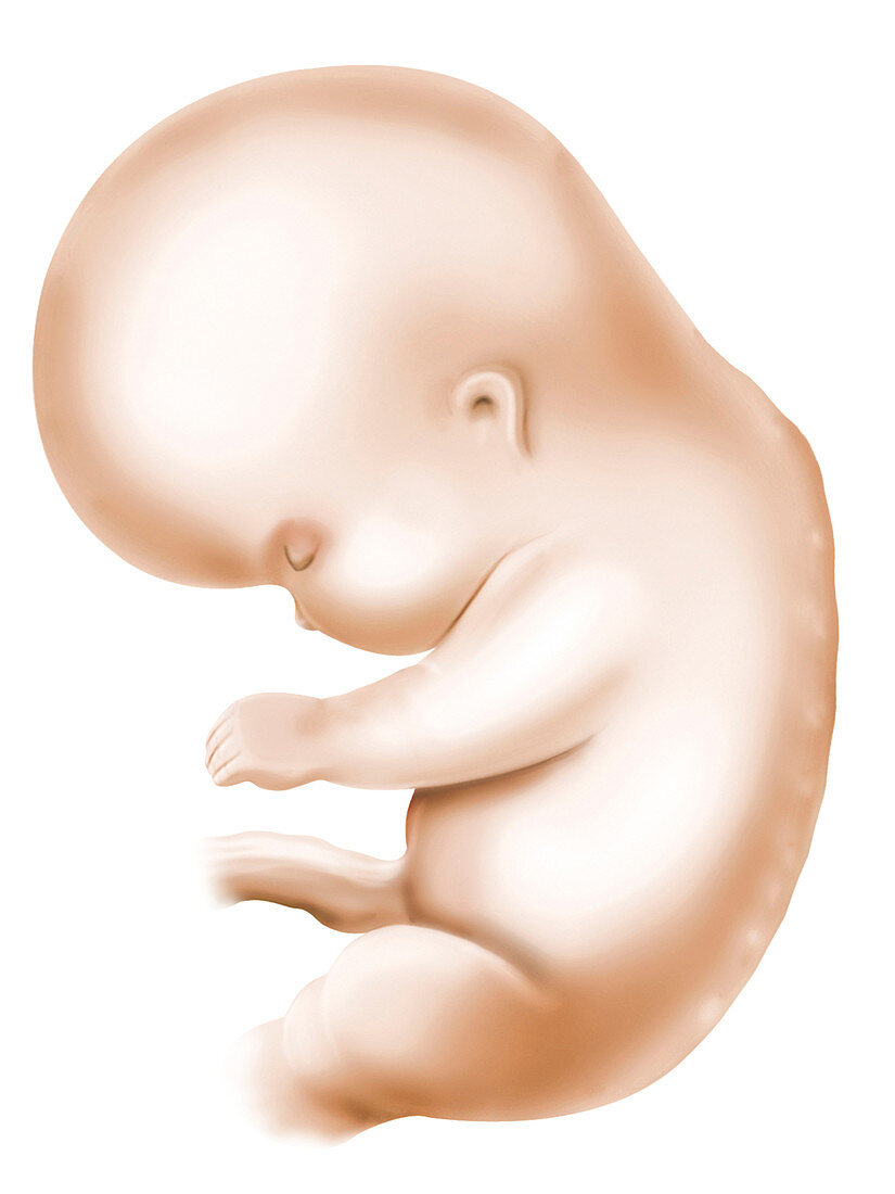 Embryo,illustration