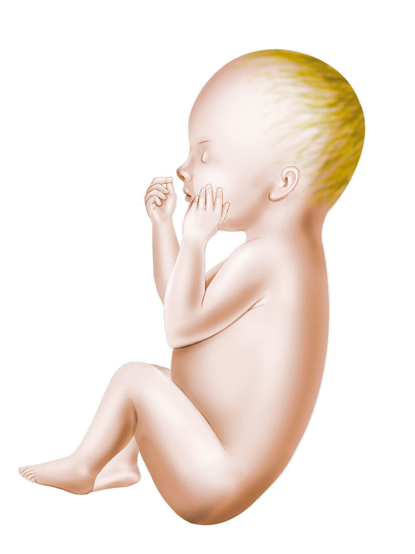 Foetus,illustration