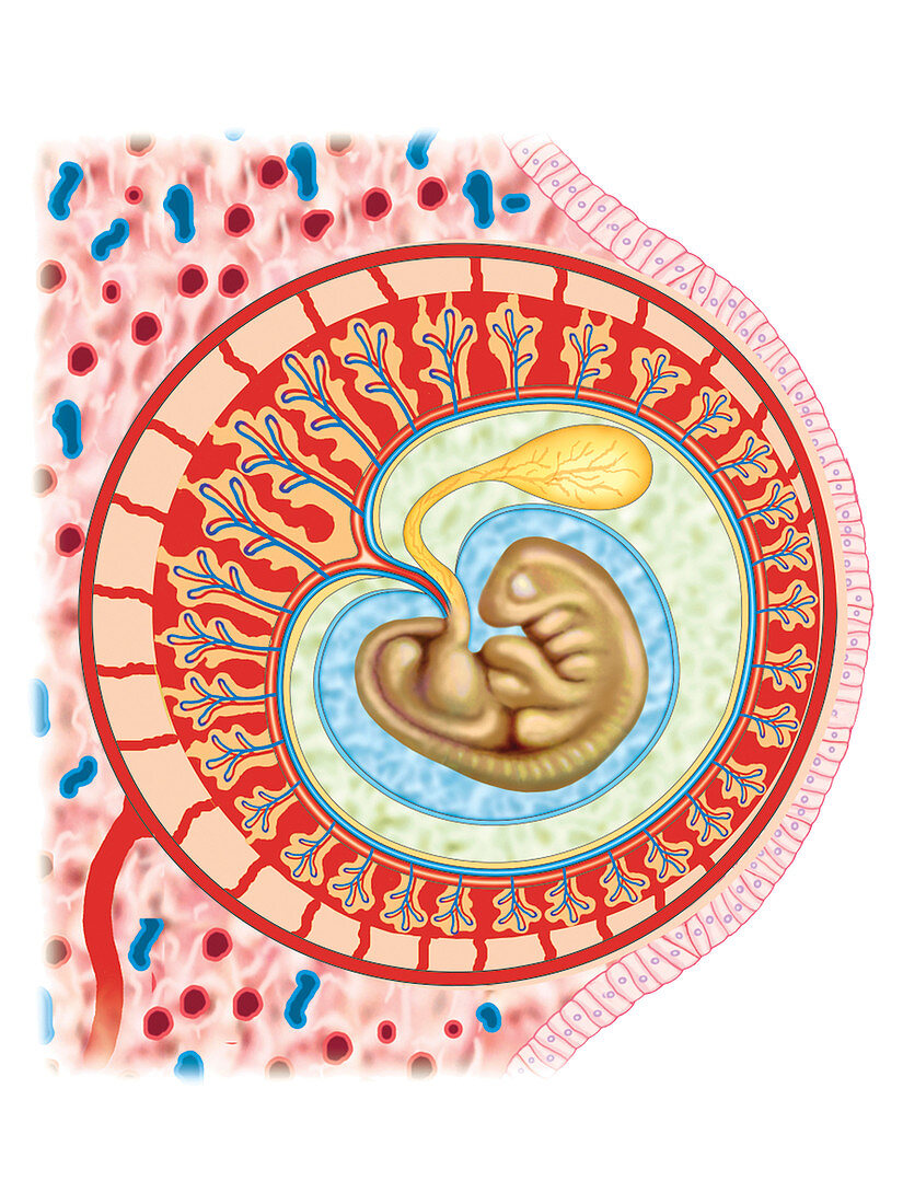 Embryo,illustration