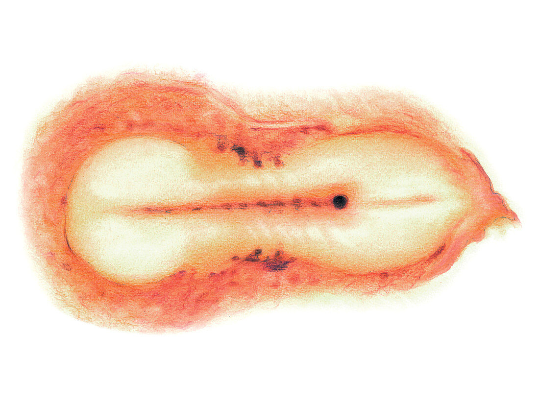 Embryo,illustration