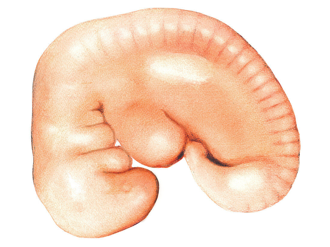 Embryo,illustration