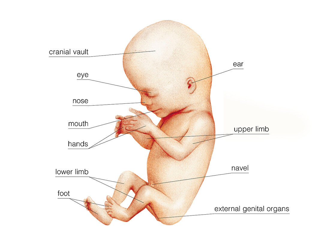 Foetus,illustration