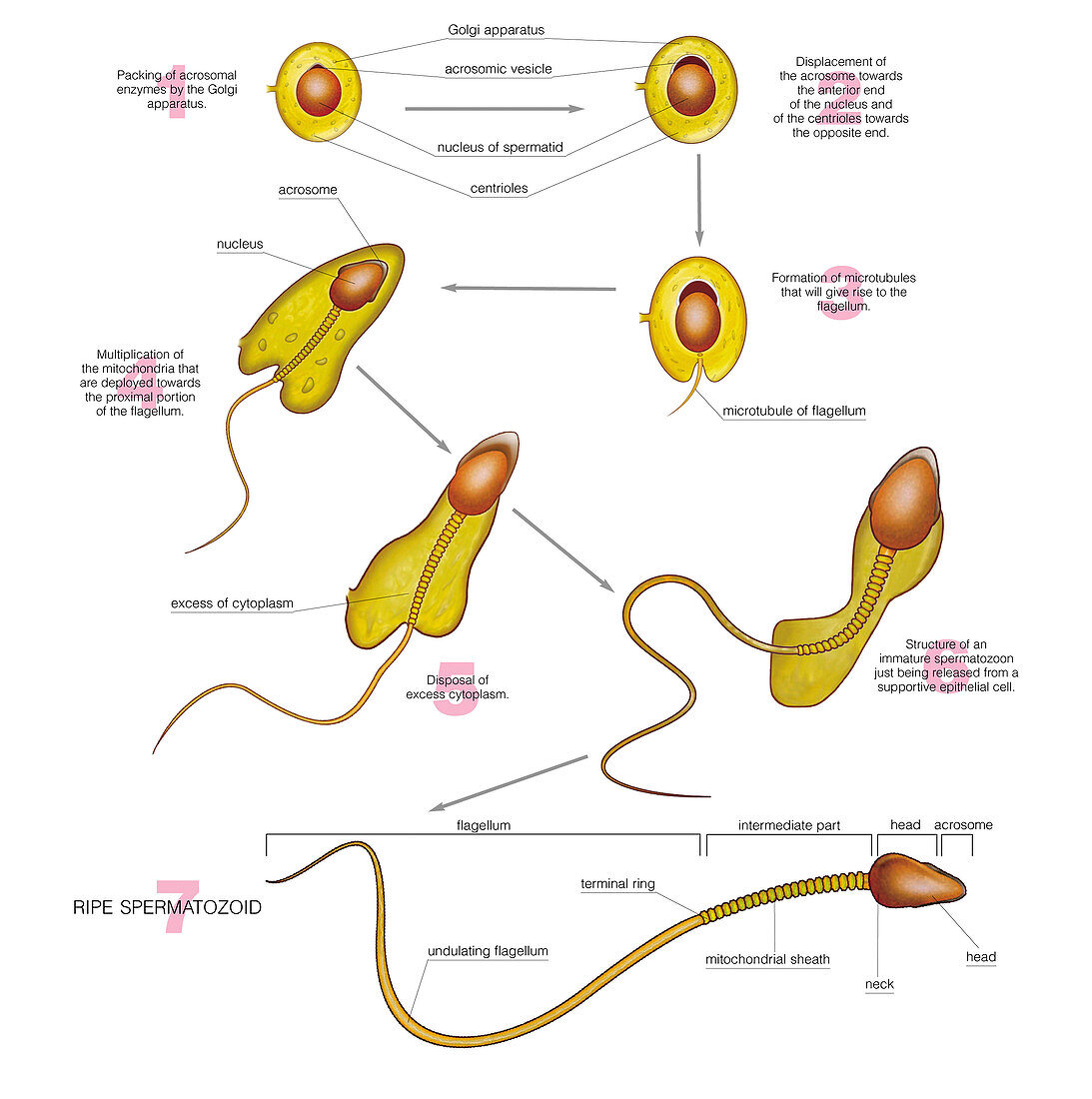 Spermiogenesis,illustration