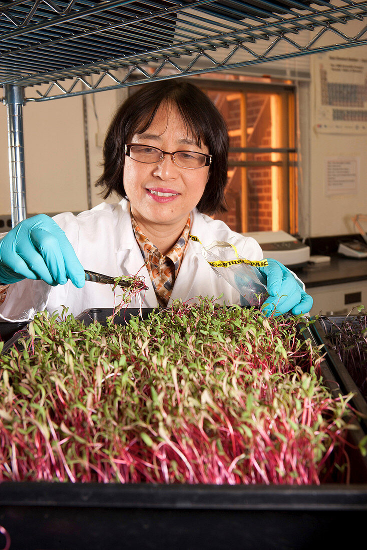 Microgreen nutrient research