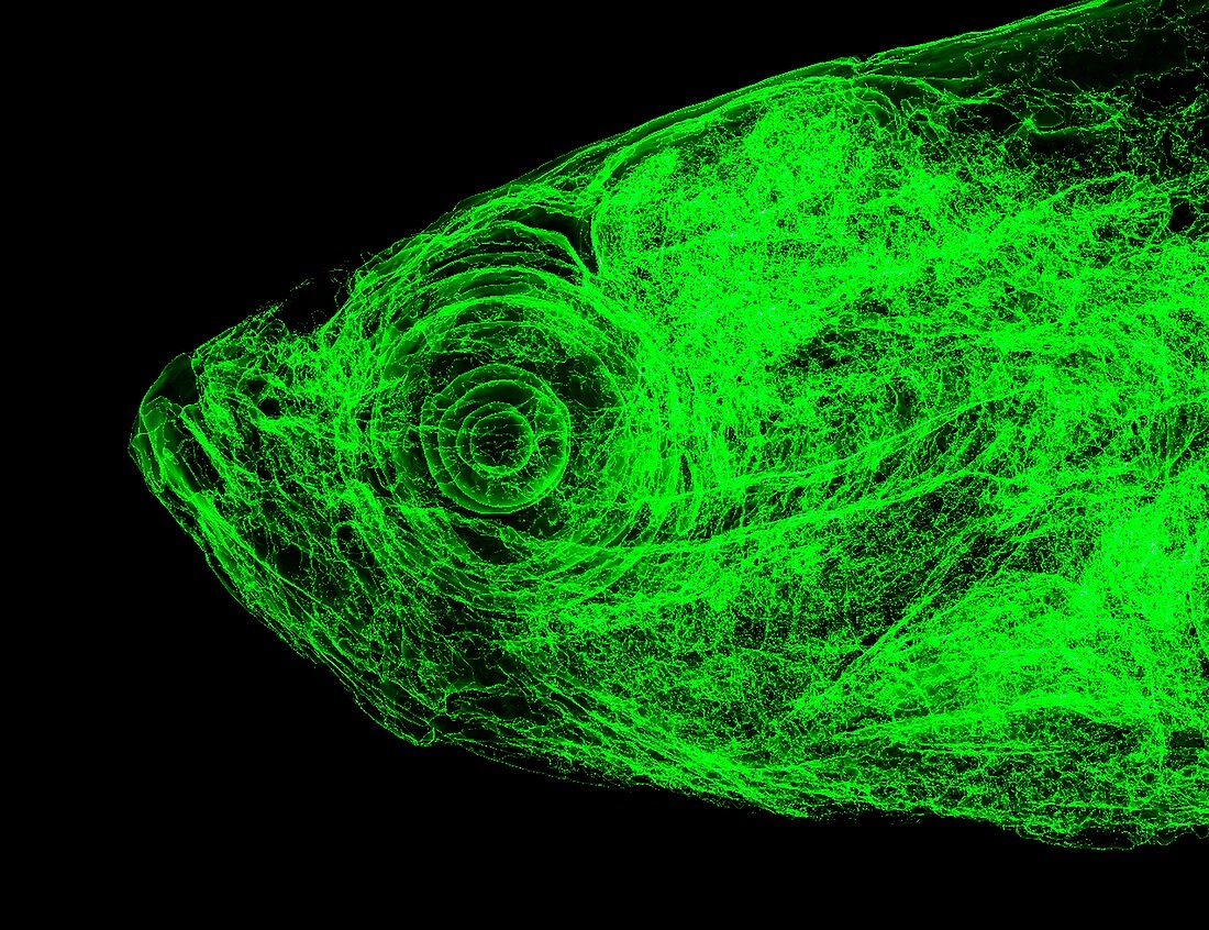 Zebrafish head,micro-CT scan