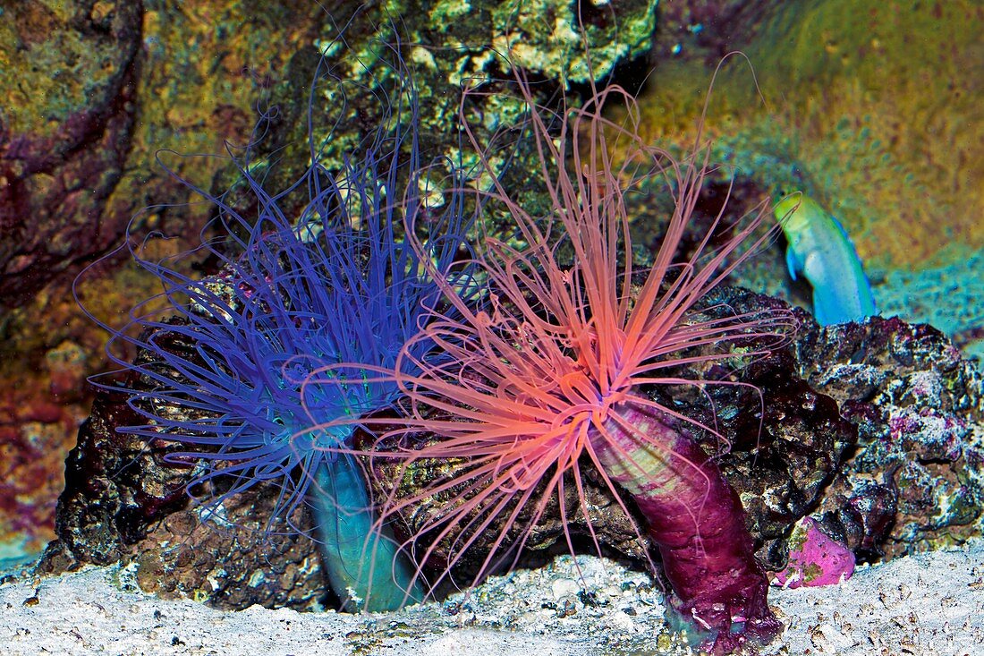 Tube anemones (Cerianthids)