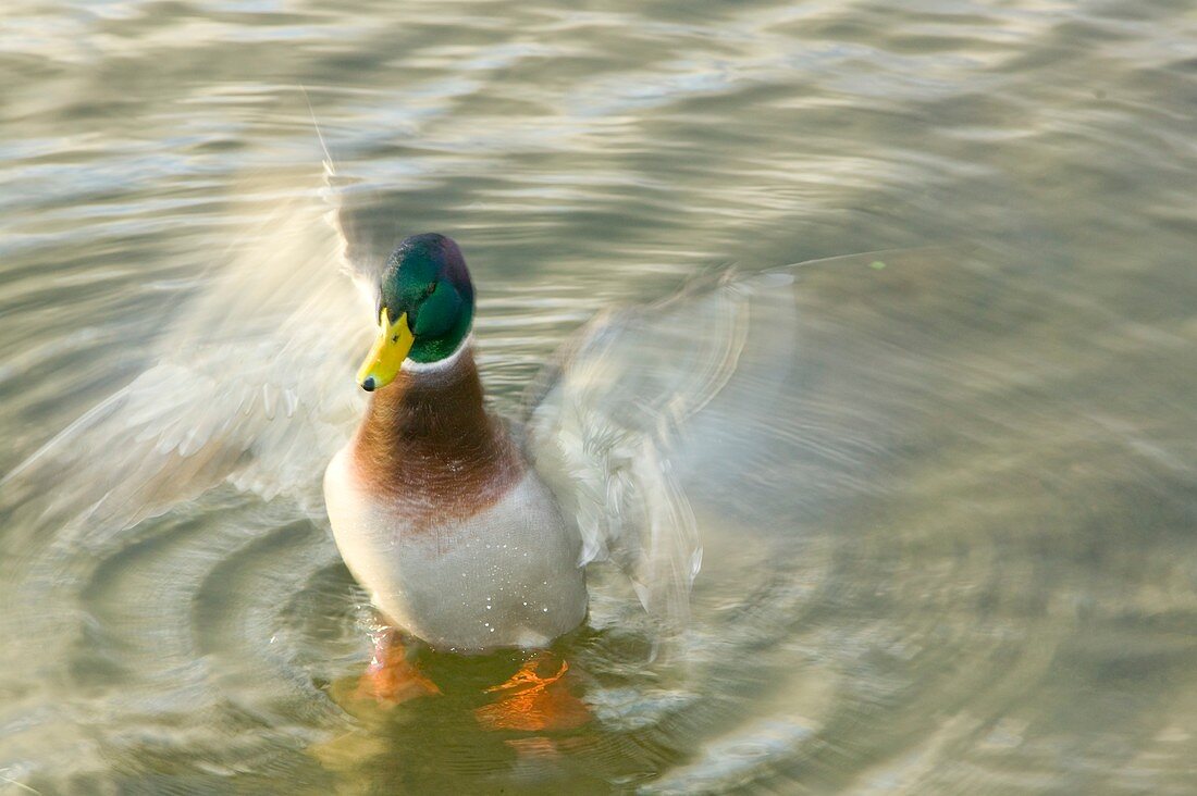 A Male Mallard duck flapping