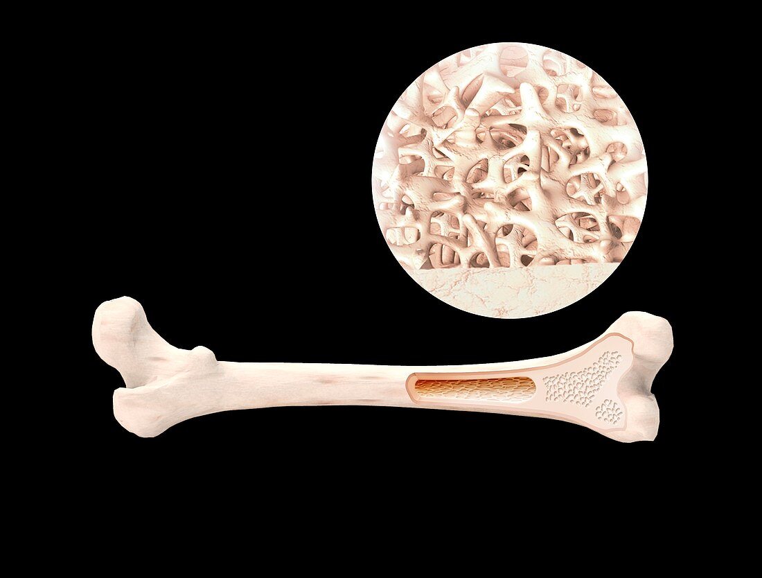 Long bone structure,illustration