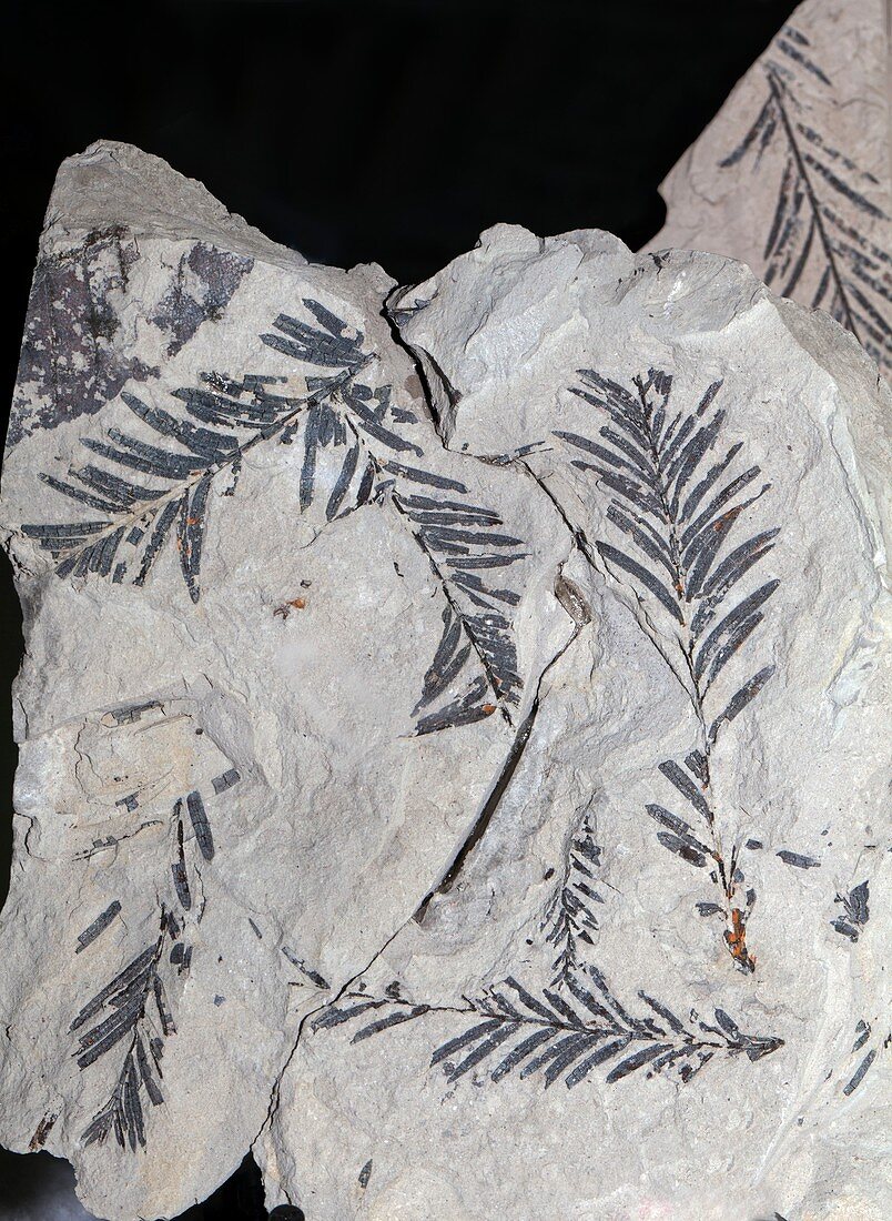 Taxodium dubium,fossil plant remains