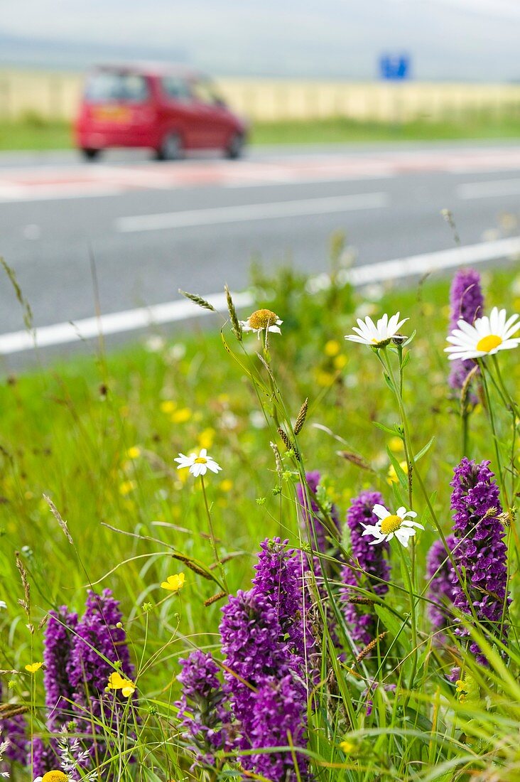 Orchids growing on a roadside verge