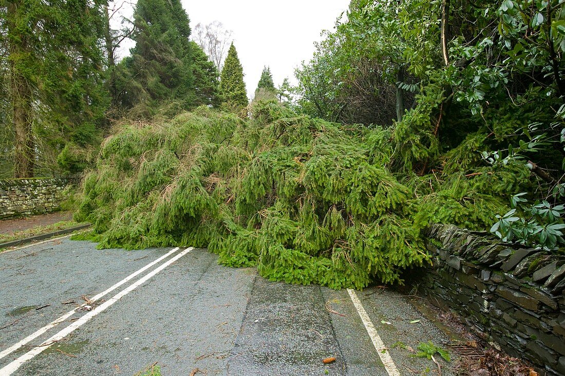 Storm damage