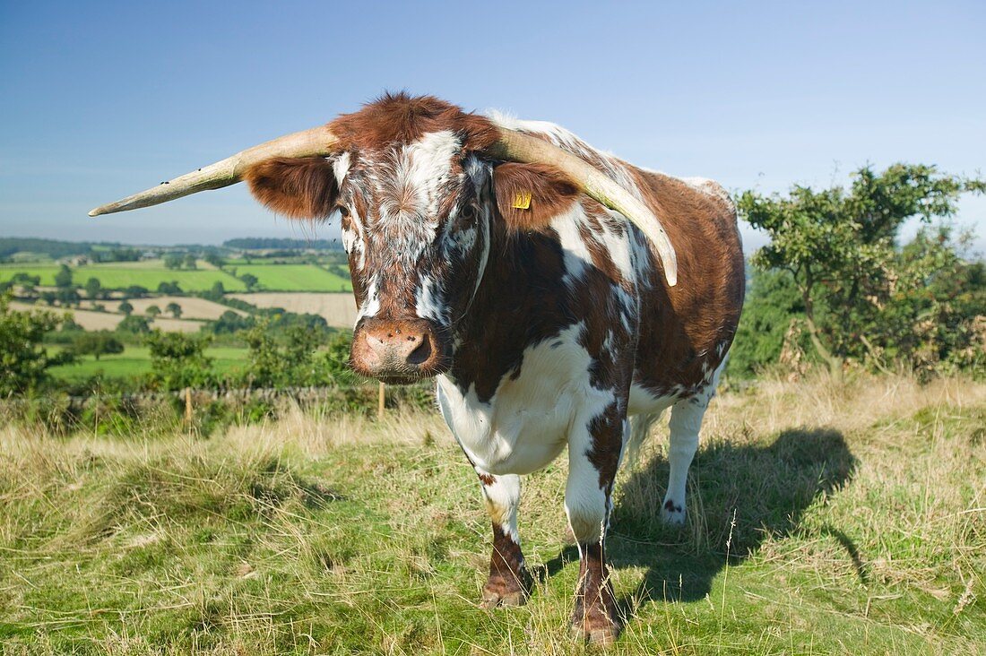 English Long Horn cattle