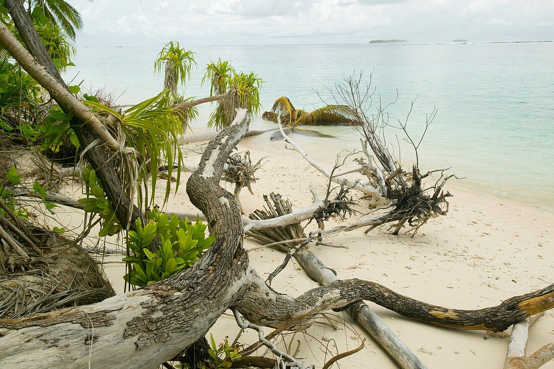 Trees knocked down on Tuvalu