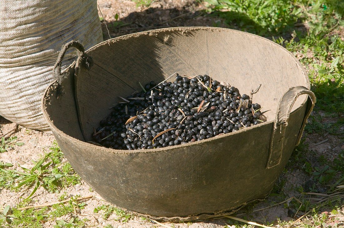 Olives in Southern spain