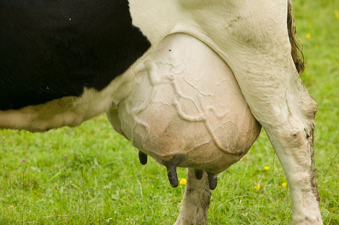 A dairy cow with a full udder