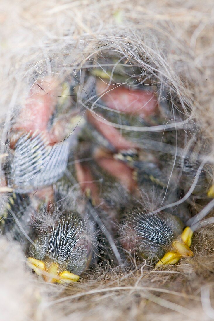 Blue Tit chicks in a nest box