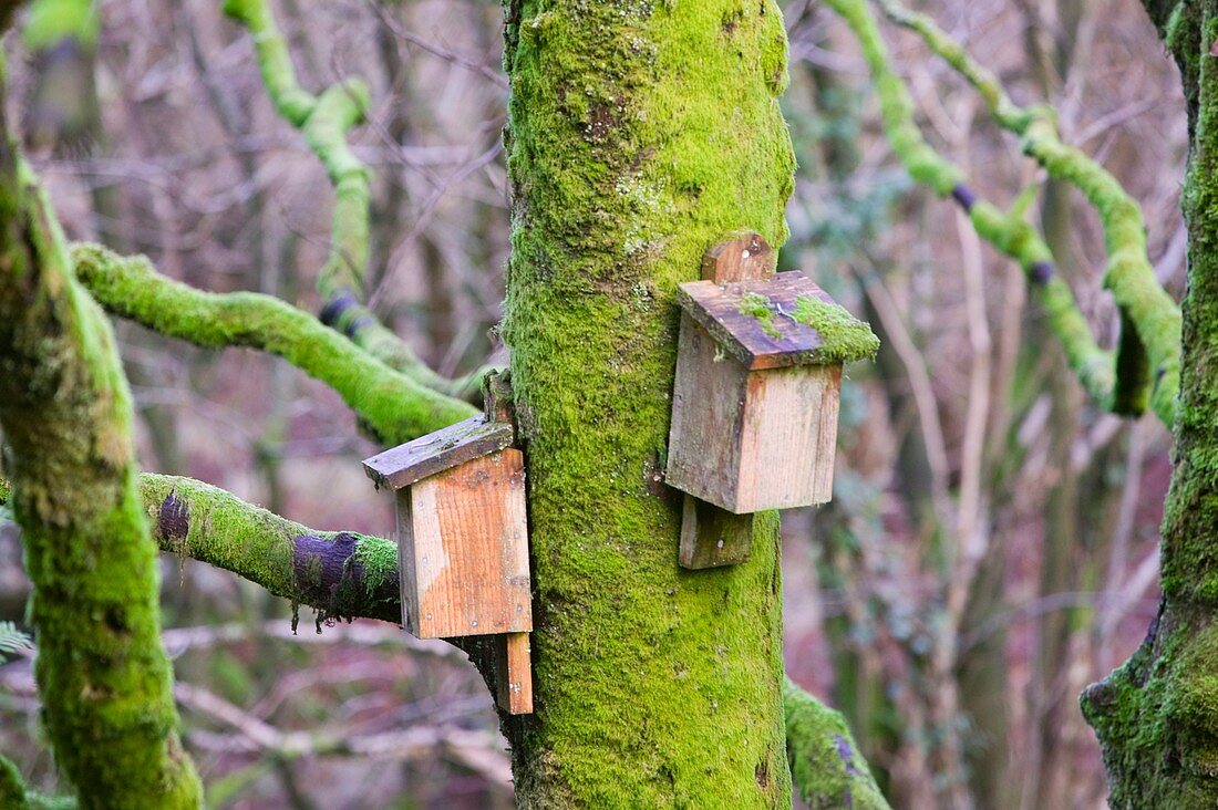 Bat boxes in the Forest of Bowland,UK