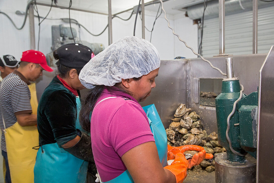 Commercial oyster processing