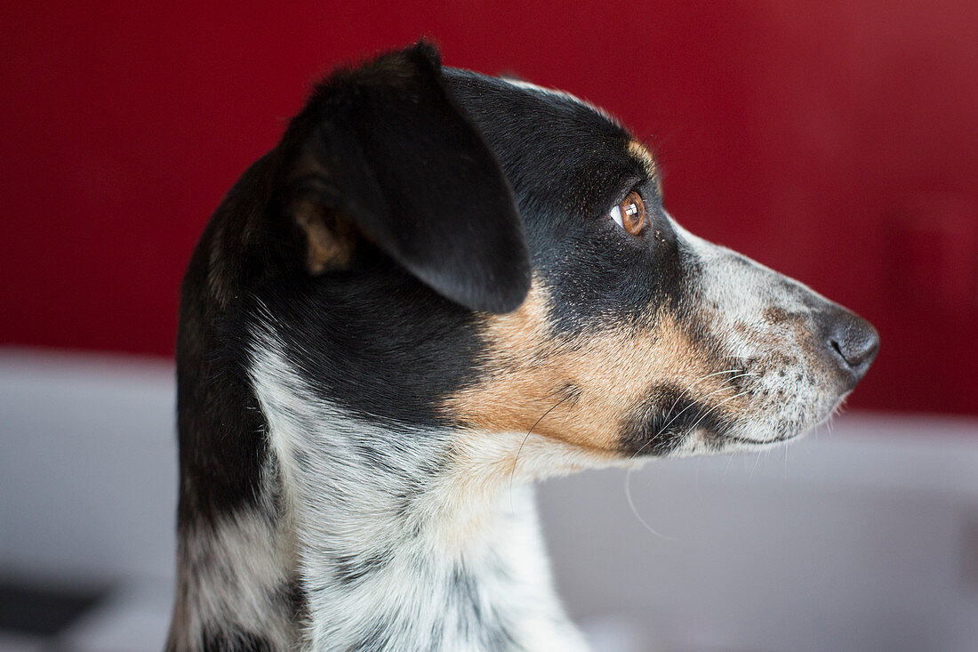Whippet-Jack Russell terrier cross-breed
