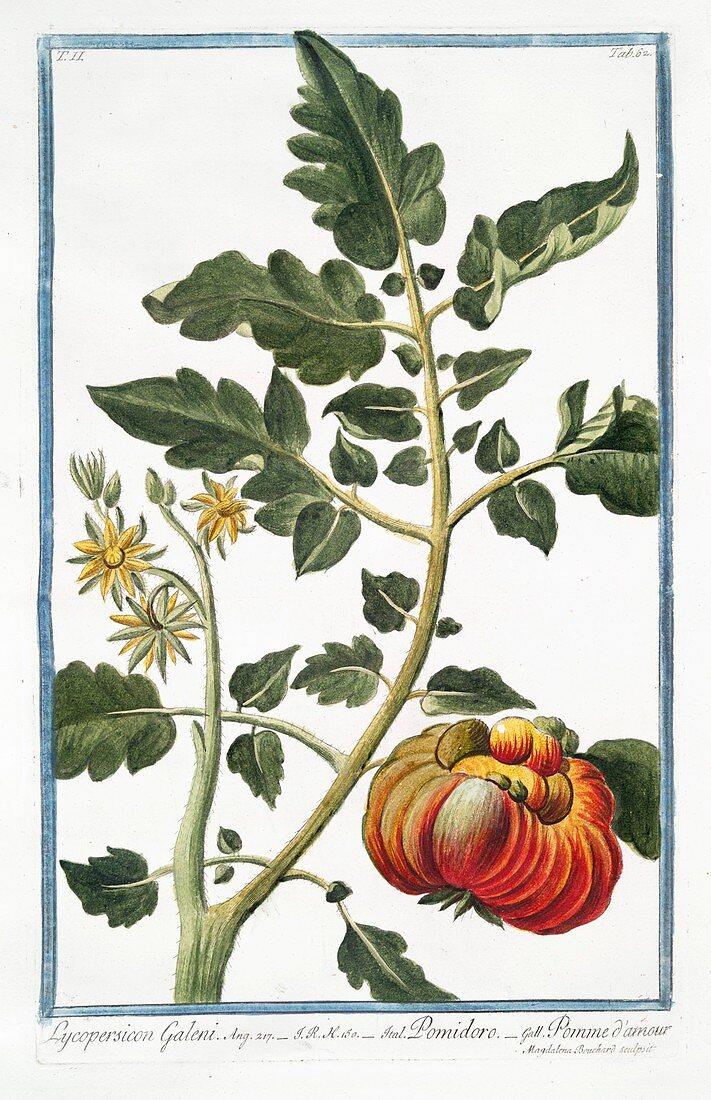 Lycopersicon galeni,18th century