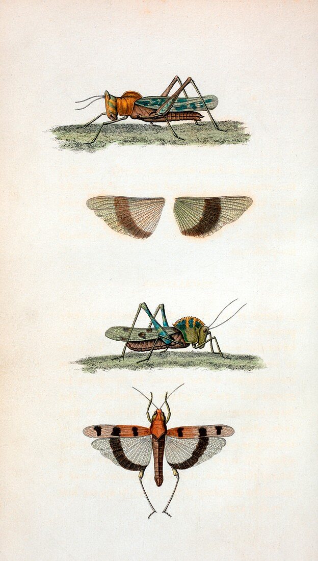 Field crickets,19th century illustration
