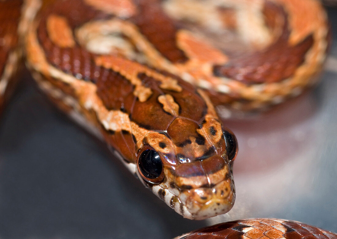 Young corn snake