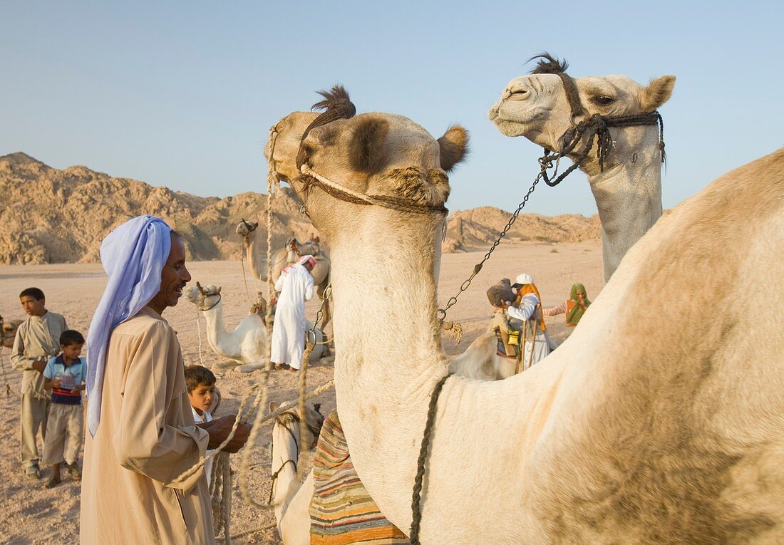 Bedouins and their camels